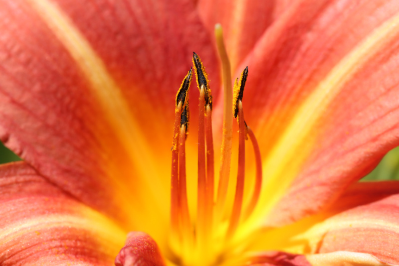 Daylily