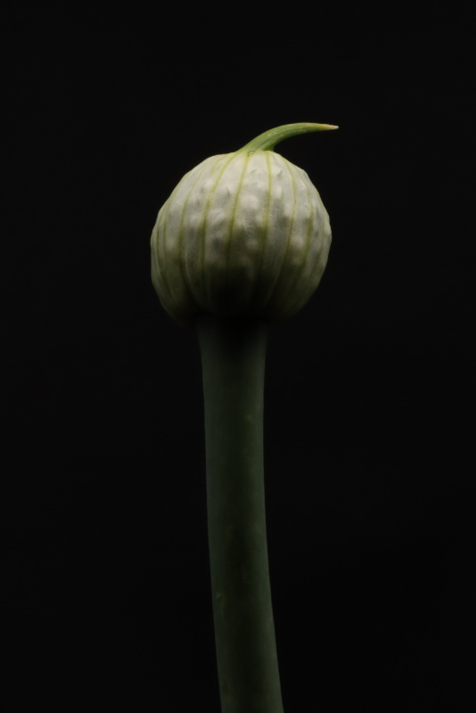 Onion Flower