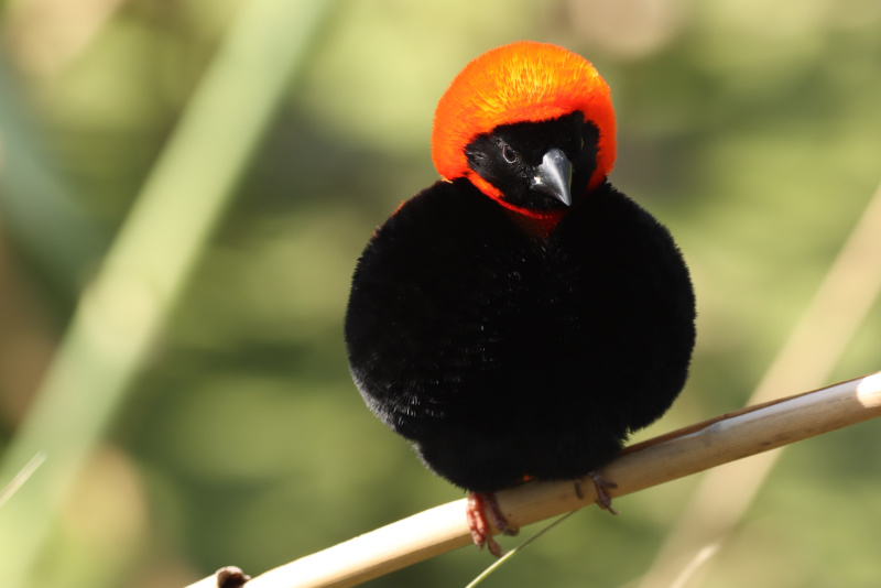 Southern Red Bishop