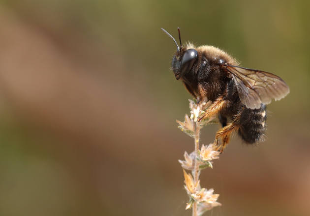 Image of a bee