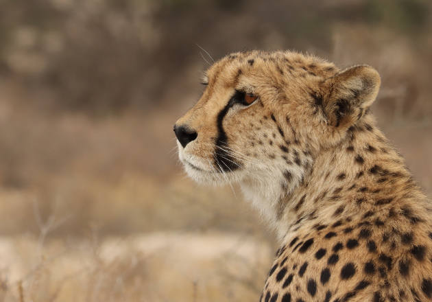 Image of a cheetah