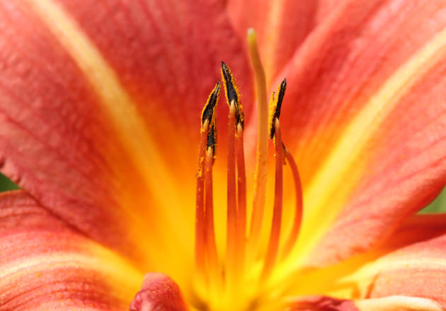 Image of a Daylily