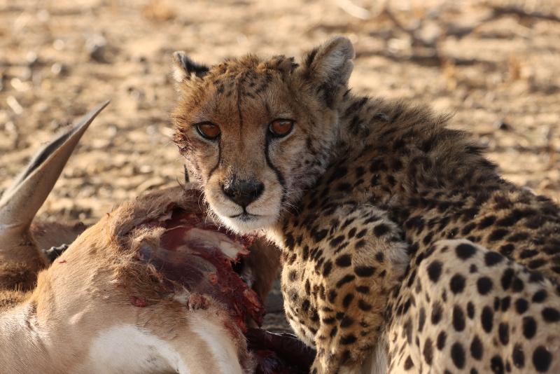 Hungry Cheetah