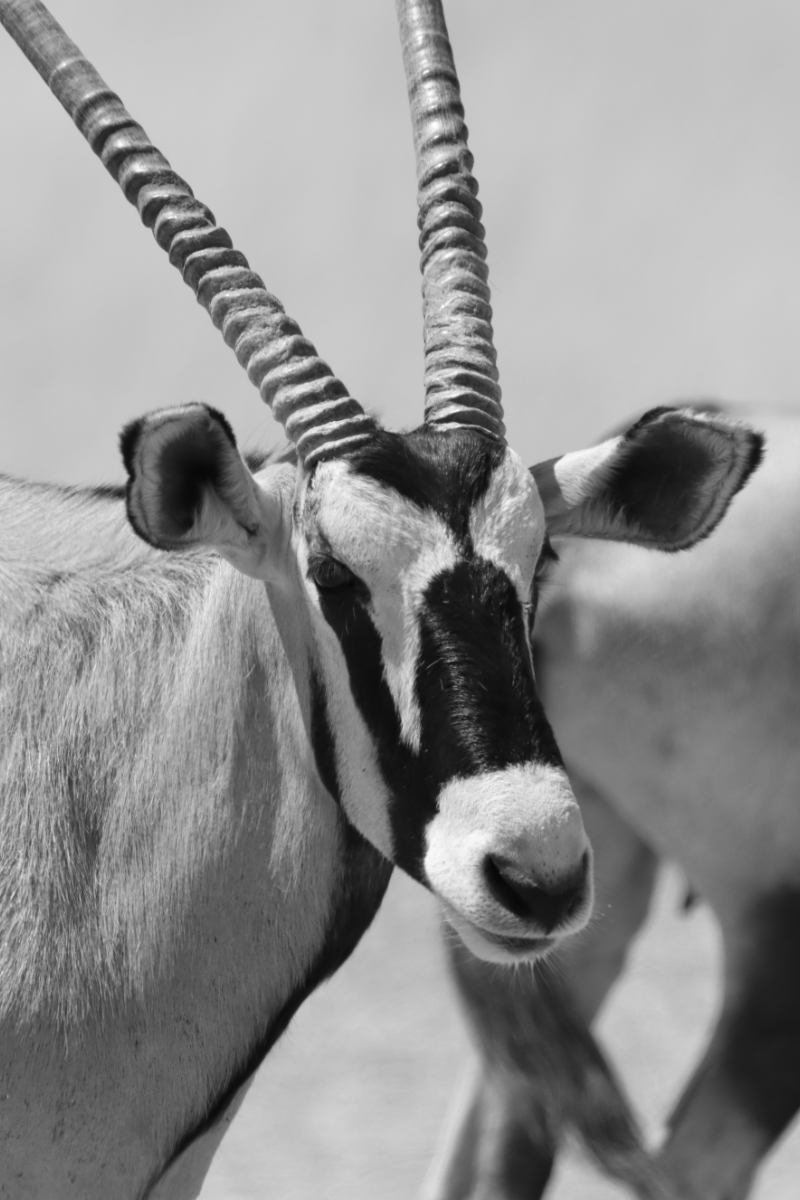 Gemsbok Portrait Greyscale