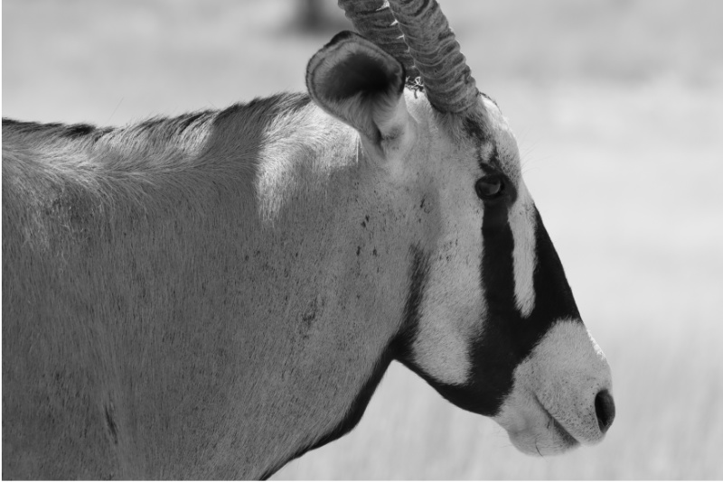 Gemsbok closup
