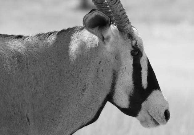 Image of a gemsbok