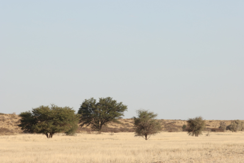 Treeline in Kgalagadi