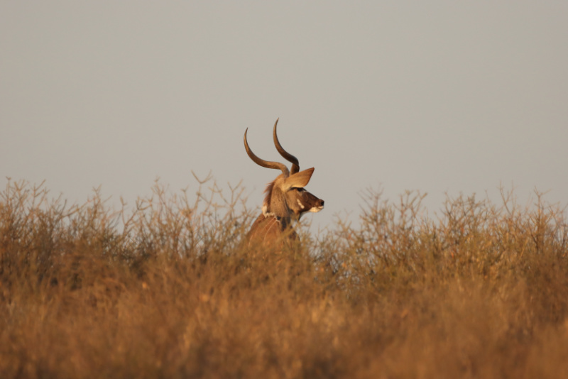 Kudu