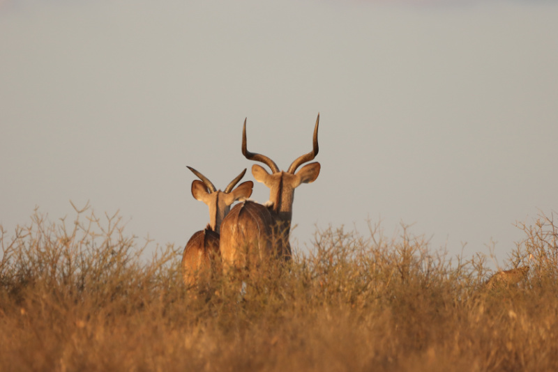 Two Kudus