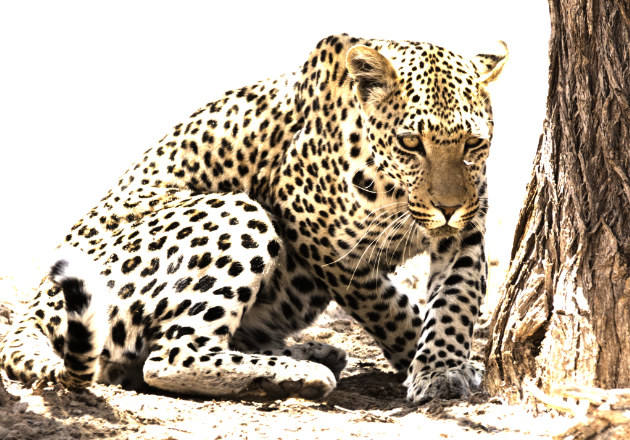 Image of a leopard