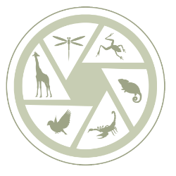 Company Logo (lens of Sumarie)