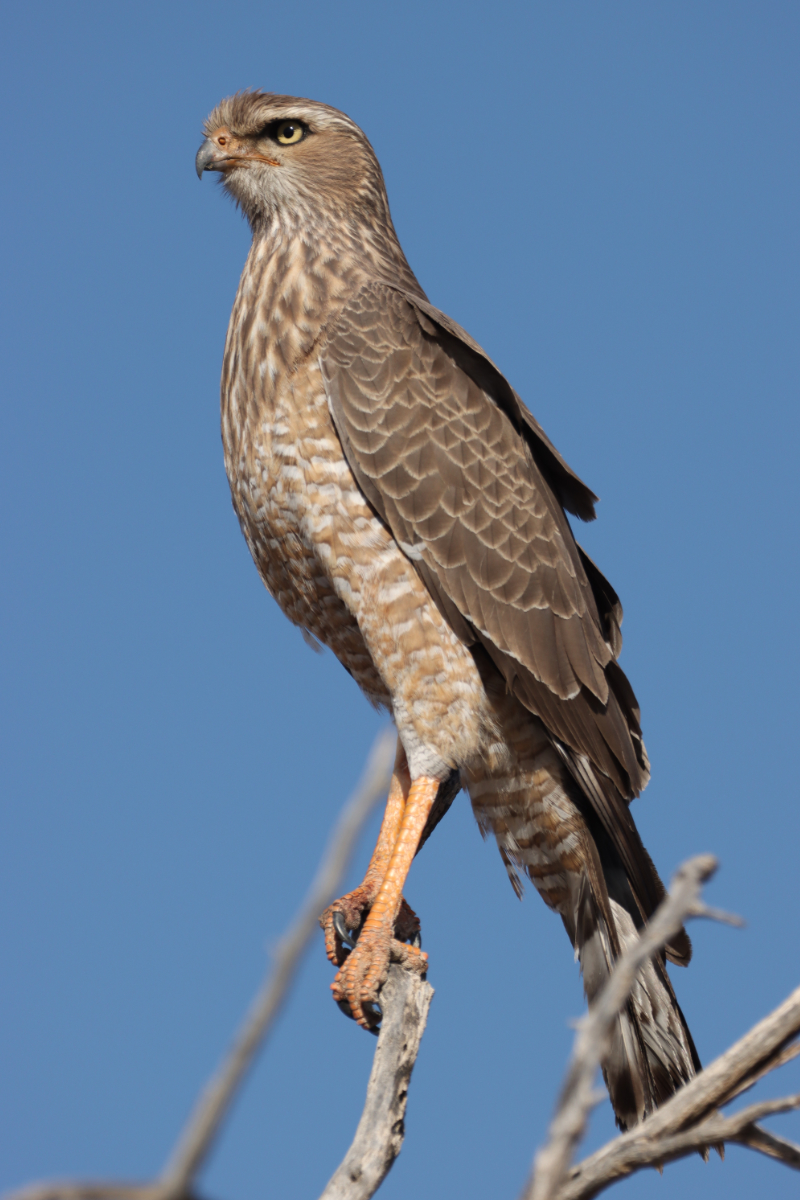 Southern Pale Chantinghawk