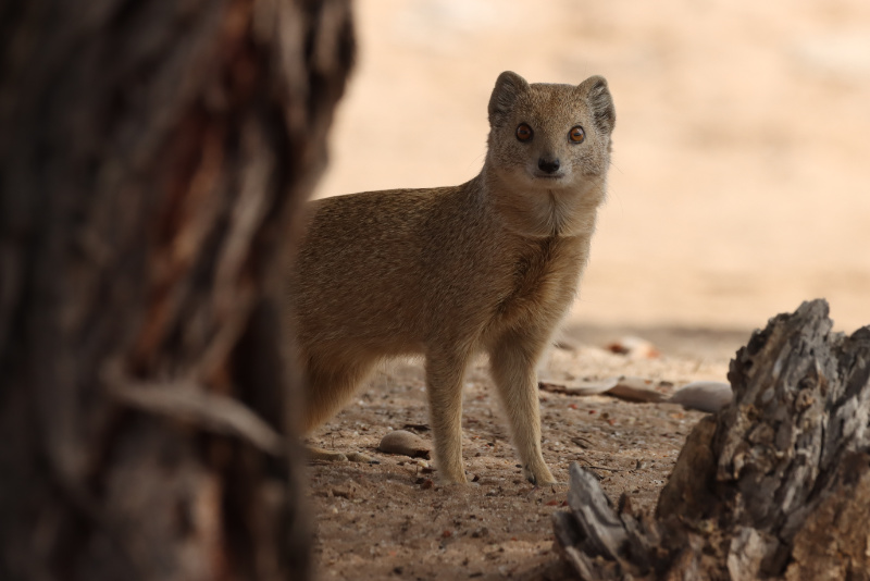 Yellow Mongoose