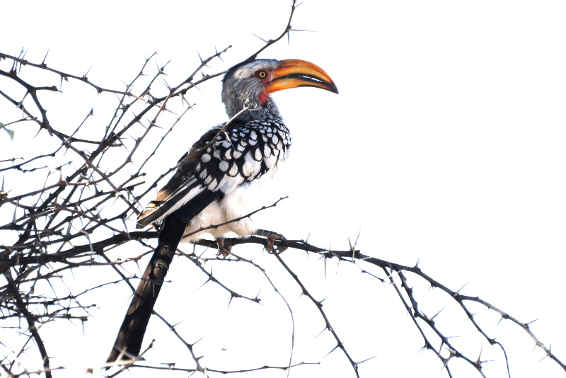 Hornbill