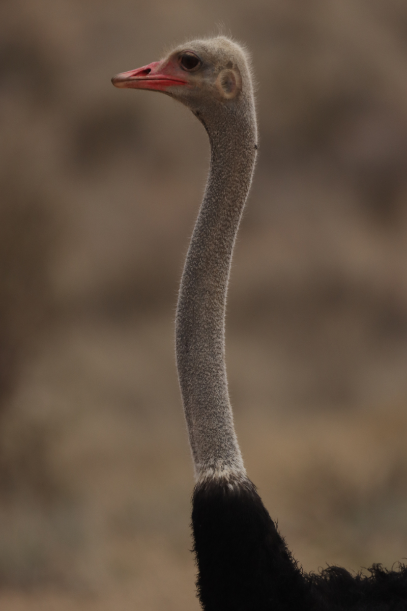Ostrich