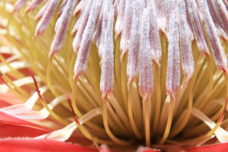 Protea closeup
