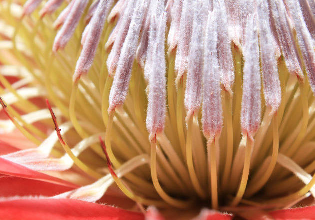Image of a protea