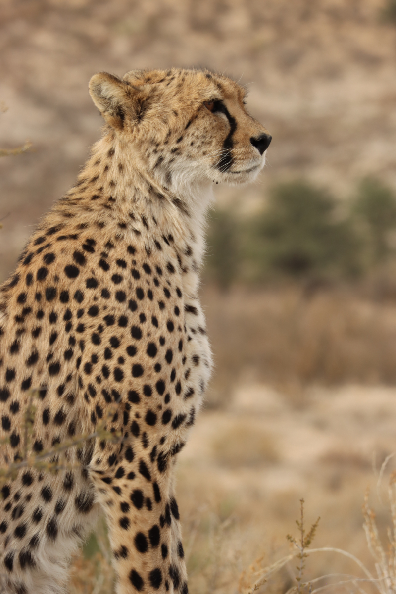 Cheetah Portrait
